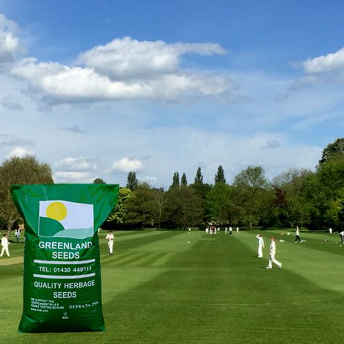 Greenlands Seeds cricket outfield pitch green grass seed