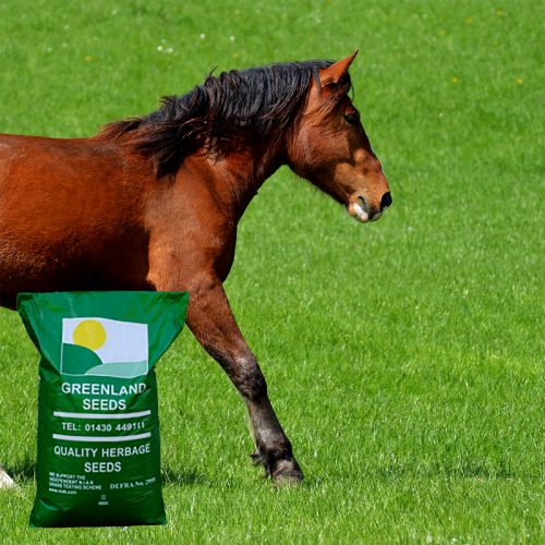 Greenland Seeds equine horse and pony paddock natural meadow overseed repair grass seed