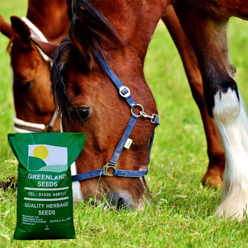 Greenland Seeds equine horse and pony paddock natural meadow laminitics grass seed