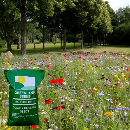 Greenland Seeds woodland and shady area wildflower seed mix