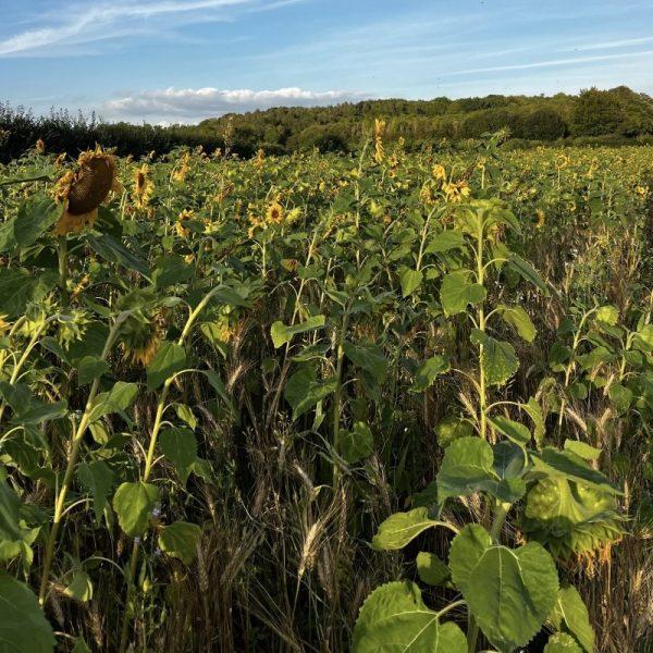 Ab9 Ahl2 Cahl2 Two Year Wild Bird Cover With Sunflowers Greenland Seeds