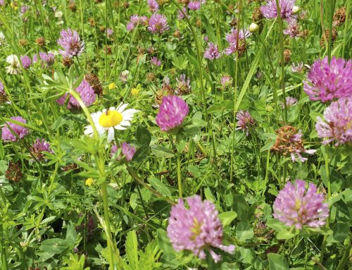 Soil Health for Long-Term Farming Success. Start with the Right Seed