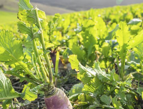 Forage Rape vs Stubble Turnips. Which Works Best for Your Farm?