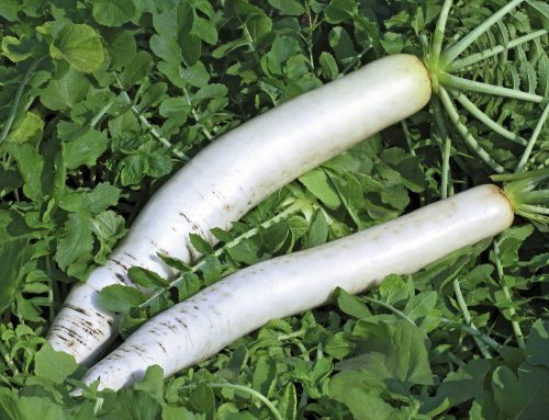 Boost Soil Health with Smarter Nutrient Strategies