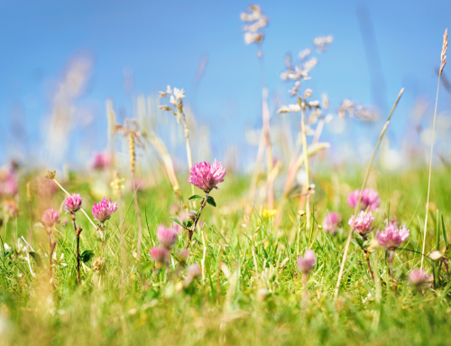 Herbal Leys – A Complete Guide