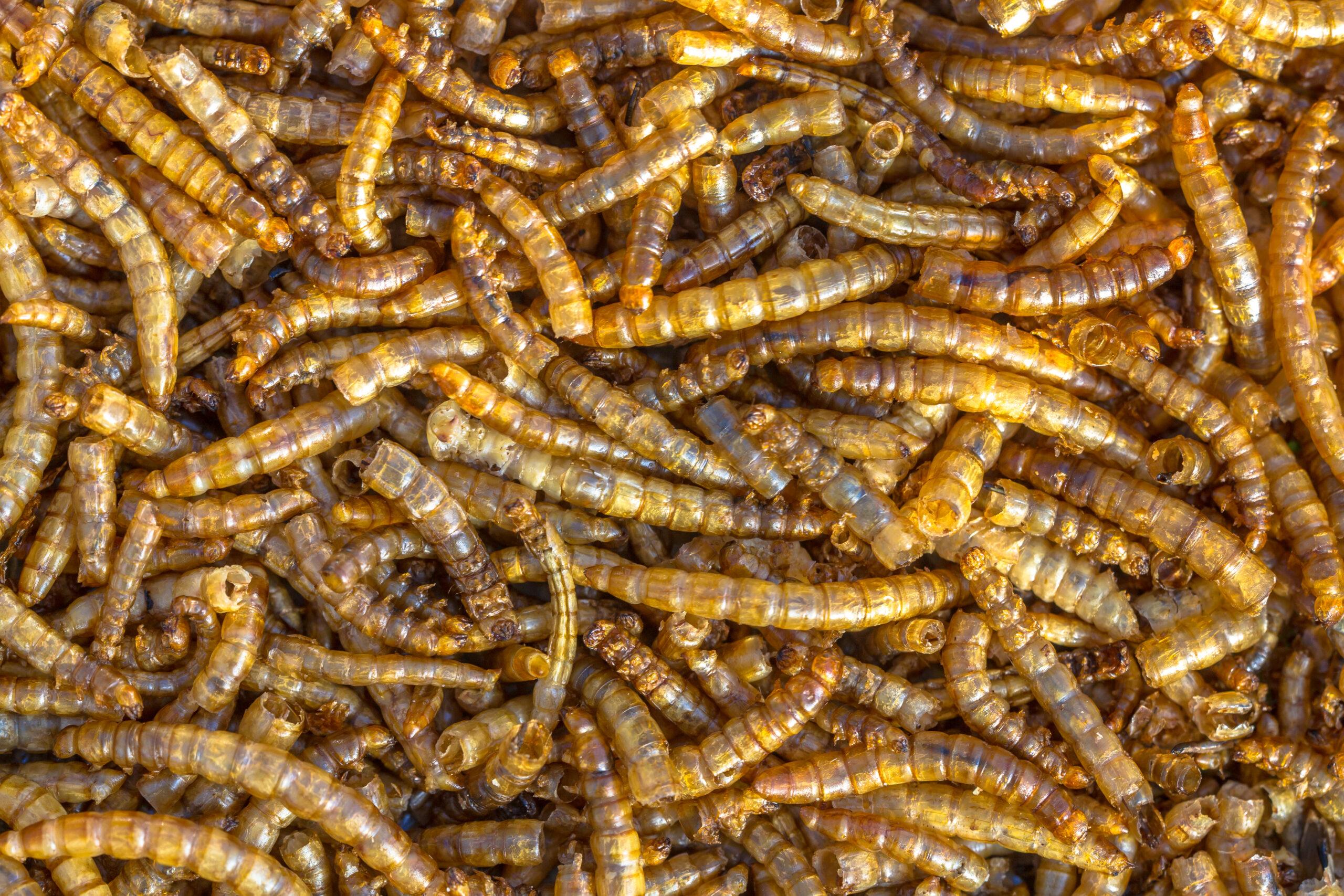 Dried mealworms