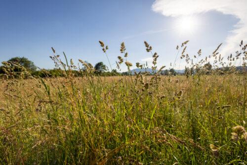 Scenic view of a wheat field on a sunny day